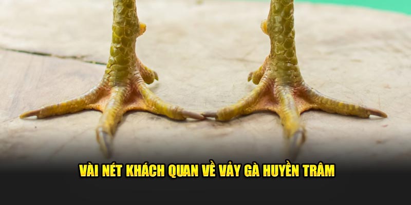 Vài nét khách quan về vảy gà huyền trâm